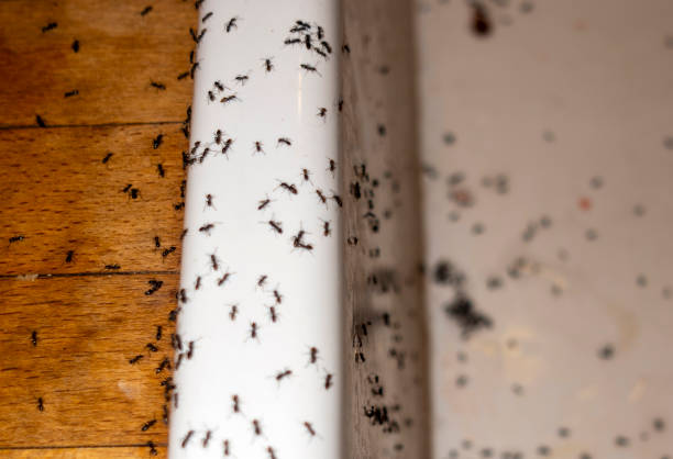 Flea Control Services in Village Of The Branch, NY