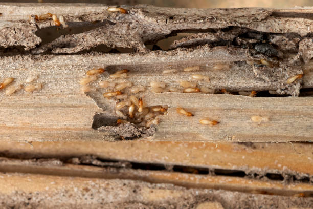 Best Pest Prevention Services  in Village Of The Branch, NY