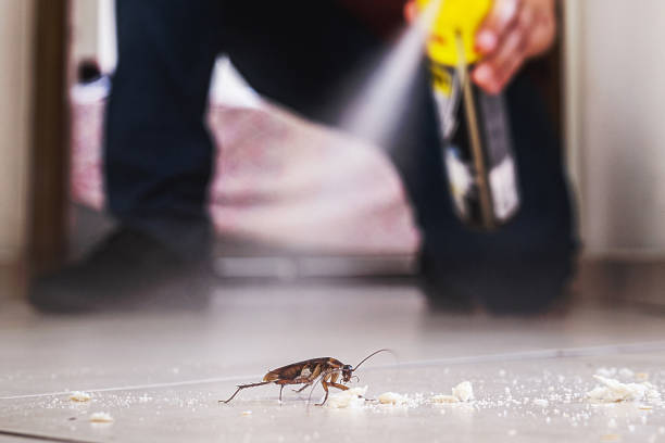 Best Termite Control Services  in Village Of The Branch, NY